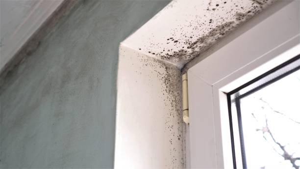 Best Attic Mold Removal  in White Meadow Lake, NJ