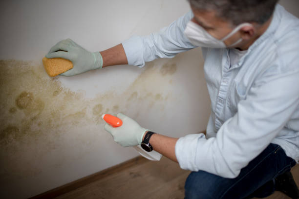 Best Mold Damage Repair  in White Meadow Lake, NJ