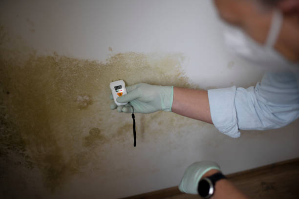 Best Professional Mold Removal  in White Meadow Lake, NJ