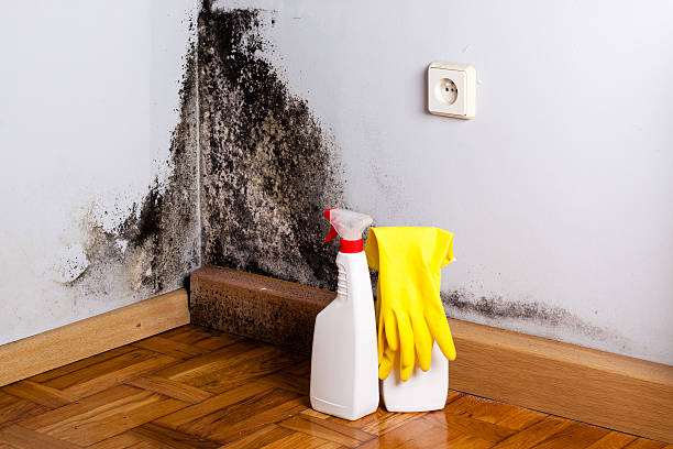Best Mold Cleaning Services  in White Meadow Lake, NJ