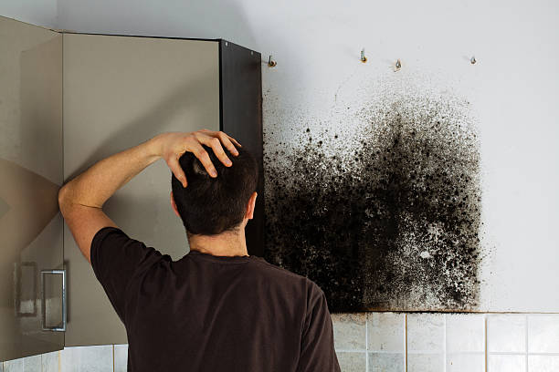 Best Certified Mold Removal  in White Meadow Lake, NJ