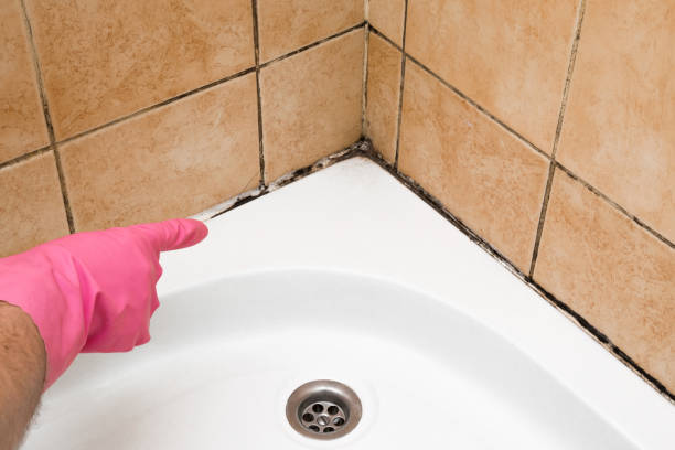 Attic Mold Removal in White Meadow Lake, NJ
